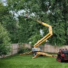 Tree and Shrub Care in Iyanbito, NM