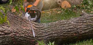 Best Tree Removal  in Iyanbito, NM