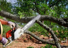 Best Storm Damage Tree Cleanup  in Iyanbito, NM