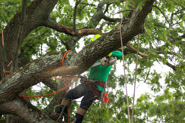 Best Utility Line Clearance  in Iyanbito, NM