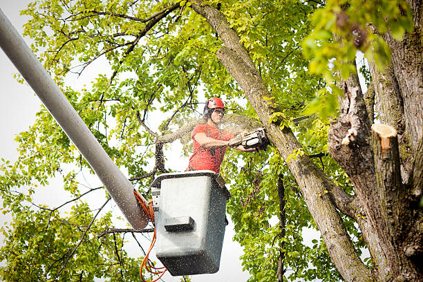 How Our Tree Care Process Works  in  Iyanbito, NM