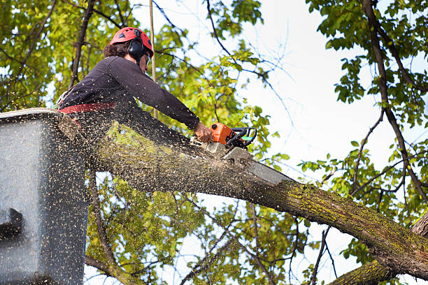 Trusted Iyanbito, NM Tree Care Experts