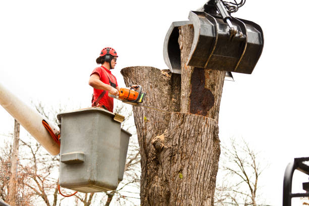 Best Tree Risk Assessment  in Iyanbito, NM